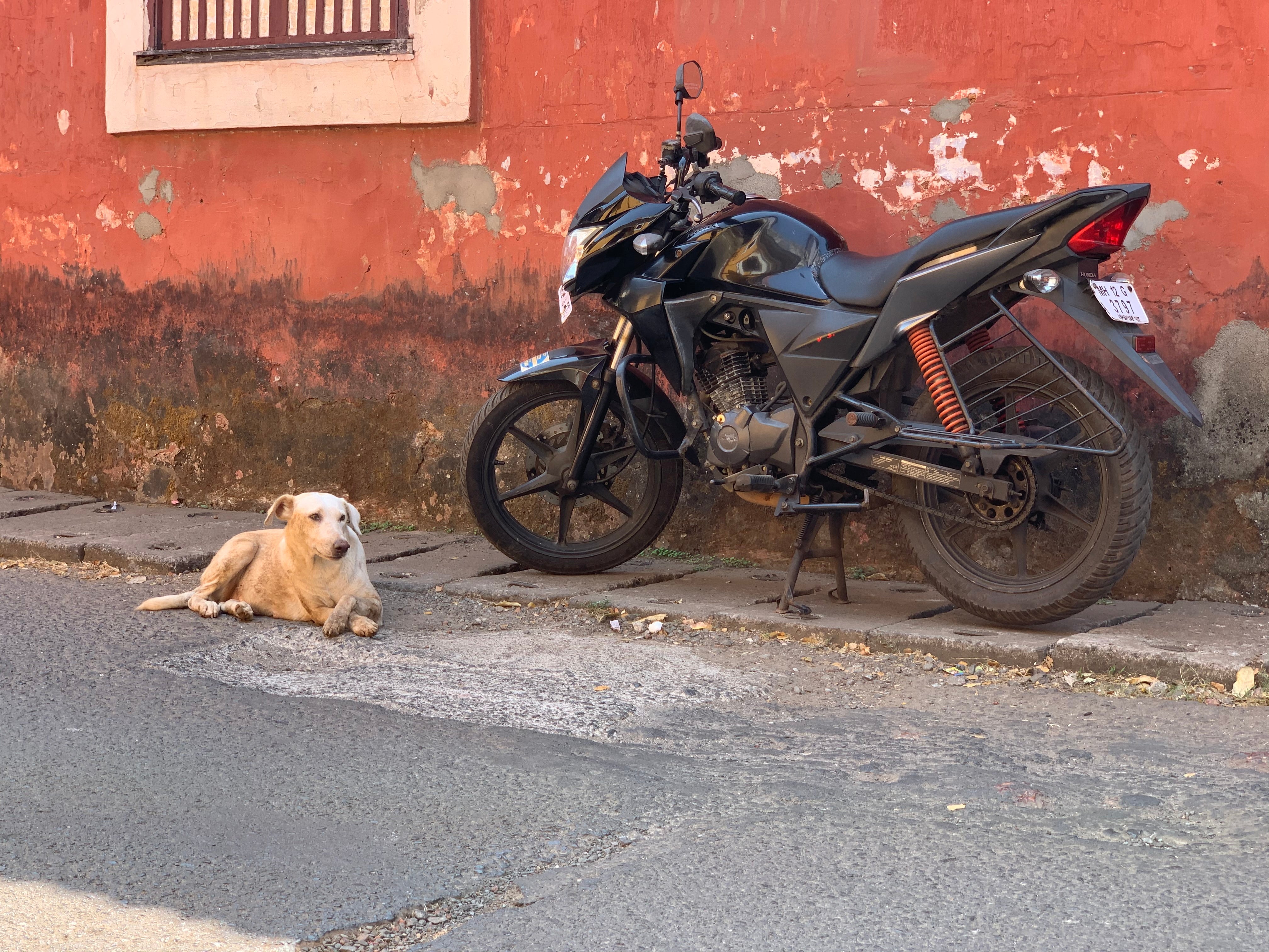 Photo of a dog lying on a street in front of a motorbike in India